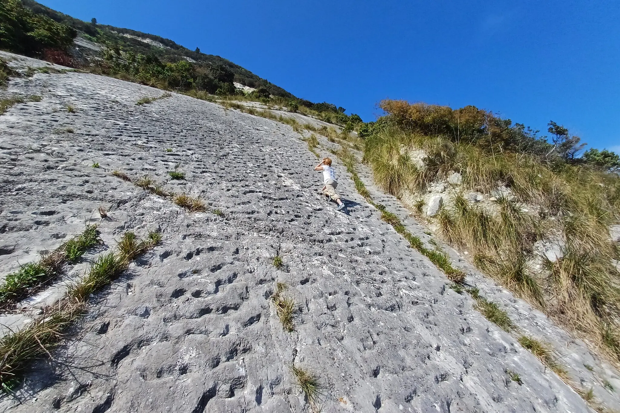 Чи були це черепахи? Як сліди в італійських скелях змінюють погляд на крейду